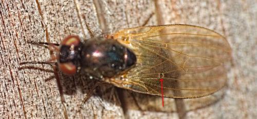 Calliopum sp.